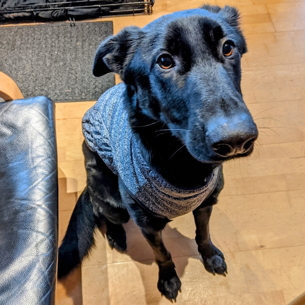 Dog jacket K9